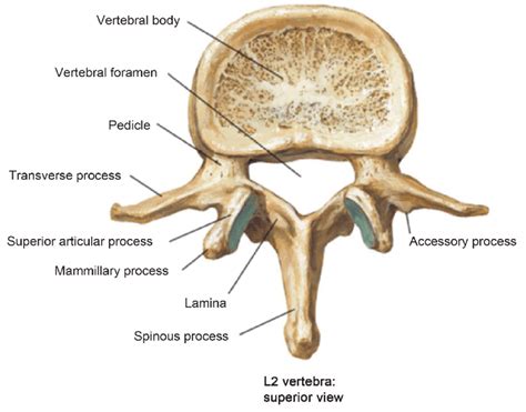 lower lumbar vertebrae morphology